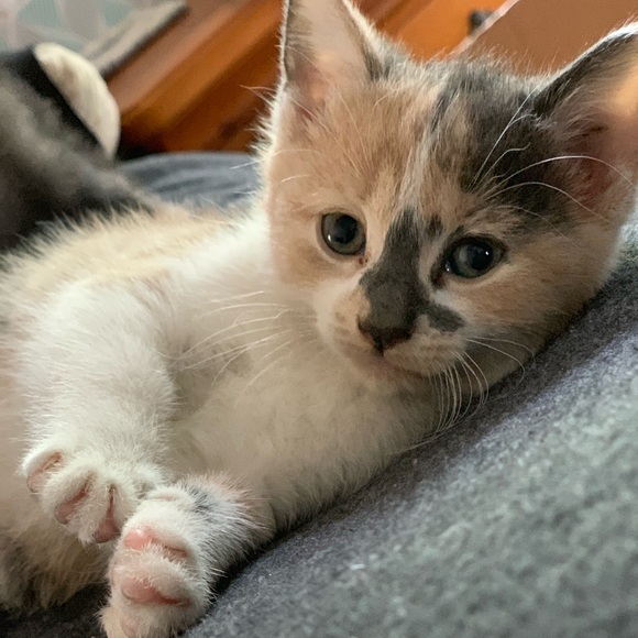 Meet your Posher, Beth - Picture 1 of 1